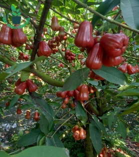 Mận an phước