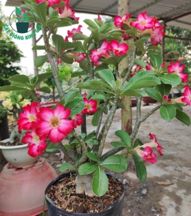 HOA SỨ 