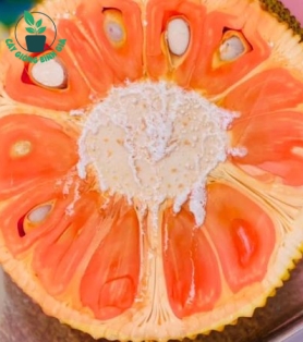 MÍT RUỘT ĐỎ