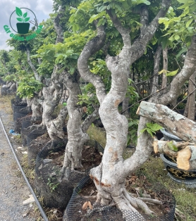 Long Nhãn