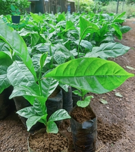 Cây cà phê