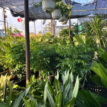 Dịch Vụ Cung Cấp Cây Giống & Thi Công Cảnh Quan Tại Bà Rịa – Vũng Tàu Uy Tín, Giá Tốt