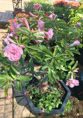 Các cây mới về tại vườn