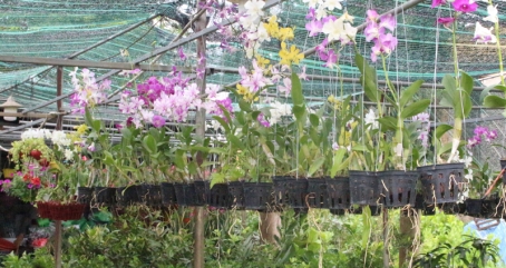 Cơ Sở Cây Giống Bình Giã 1